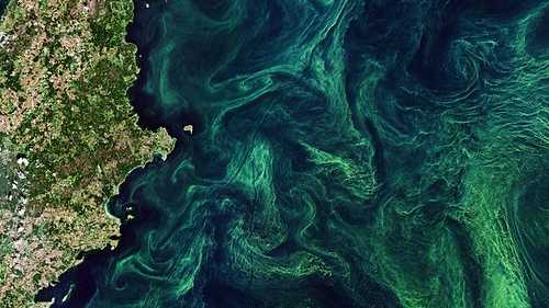 Algal bloom in Baltic Sea