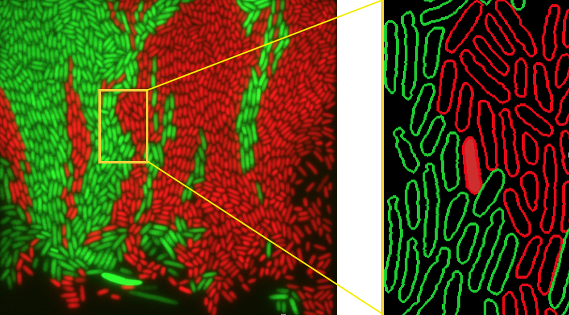 Microfluidic chamber with two fluoresclently labelled E. coli strains