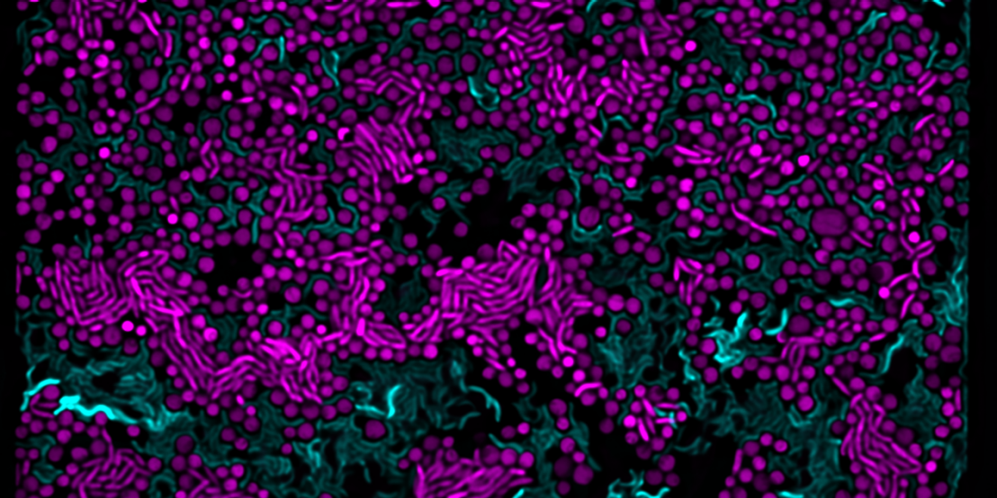 Cells (blue) antagonising another strain (purple) to cause cell lysis and potentially nutrient release