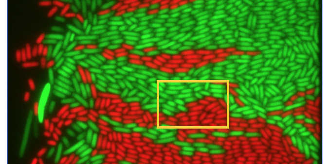 Enlarged view: Two bacterial genotypes growing together in a microfluidic chamber