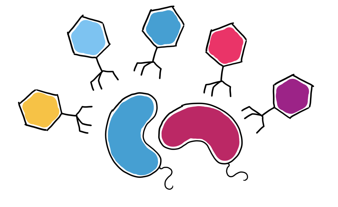 Phages in microbial communities