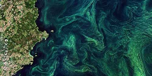 Algal bloom in Baltic Sea